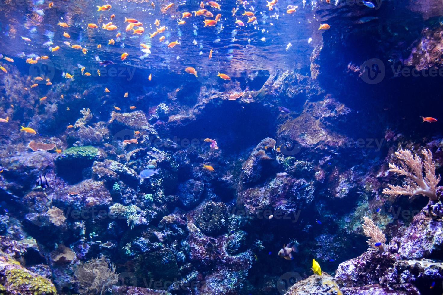 Marine Leben im das Aquarium foto