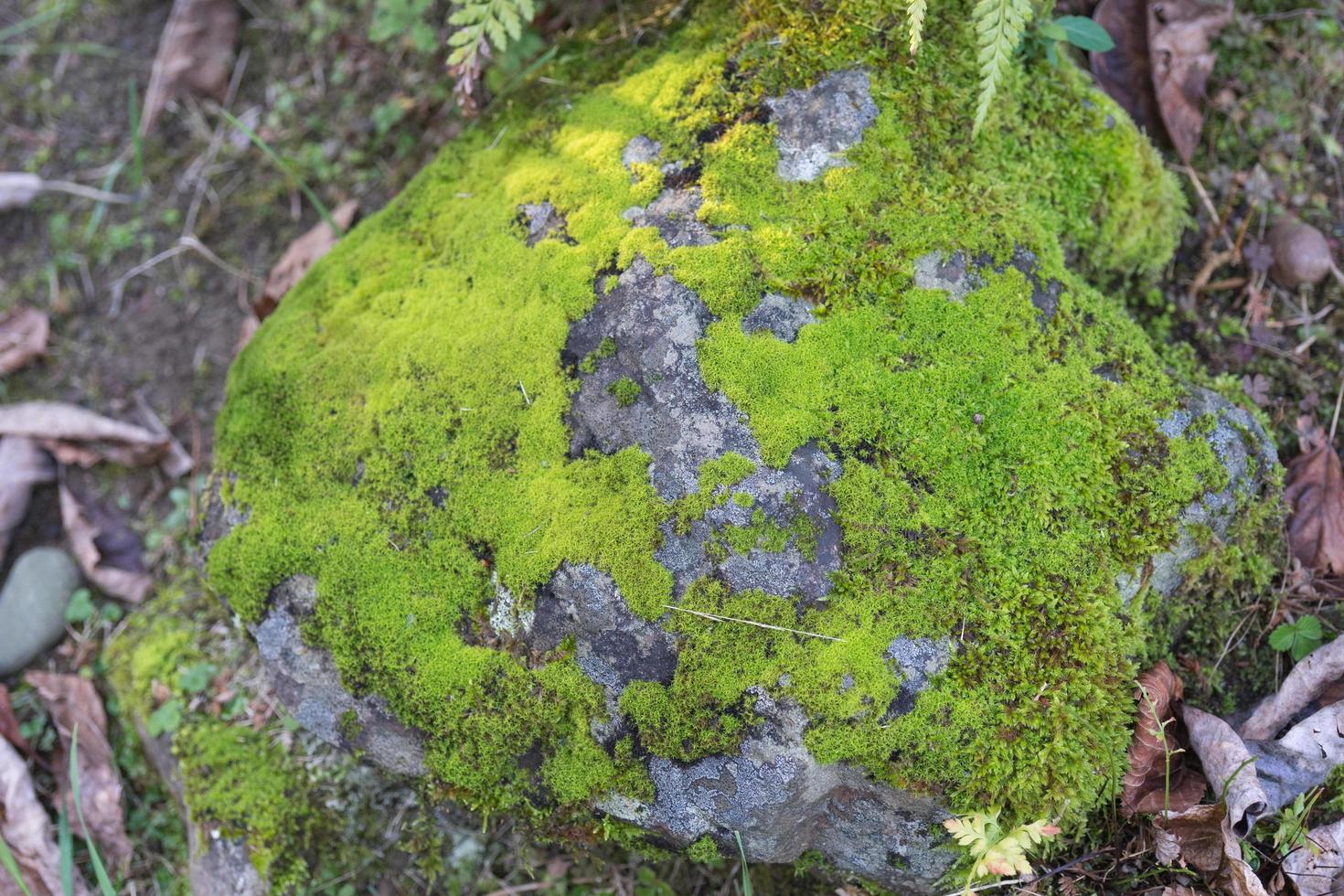 grünes Moos auf Felsen auf dem Boden für Hintergrund oder Textur foto