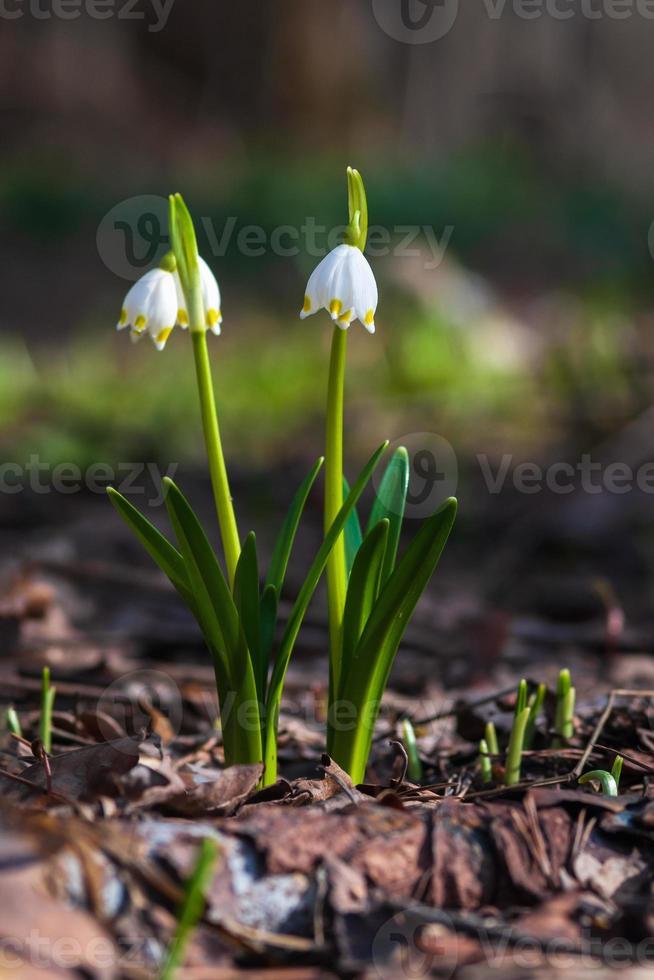 Frühling Schneeflocke Blumen im das Wald - - leucojum Vernum, Frühling Knoten Blume, großartig Schneeglöckchen foto