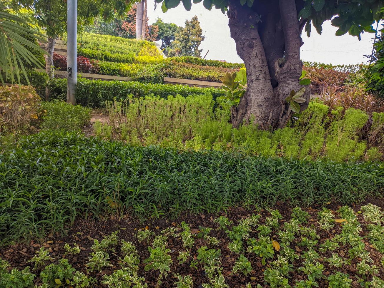 ein schön Garten mit verschiedene Pflanzen im Surabaya, Indonesien. zum Garten Hintergrund oder Hintergrund foto