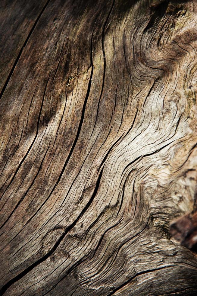 Detail von trockenem Holz foto