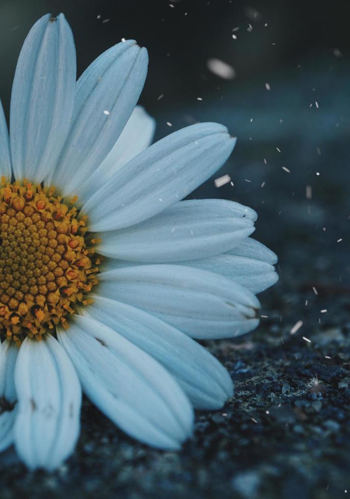 weiße Gänseblümchenblume in der Frühlingssaison foto