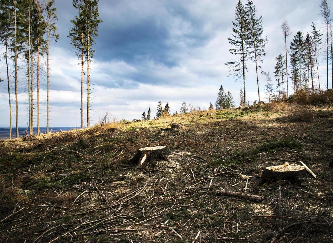 Landschaft eines geschnittenen Waldes foto