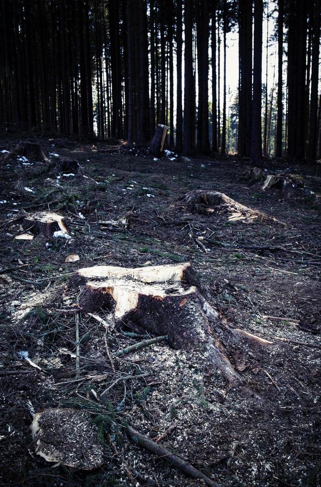 dunkler gefällter Wald foto