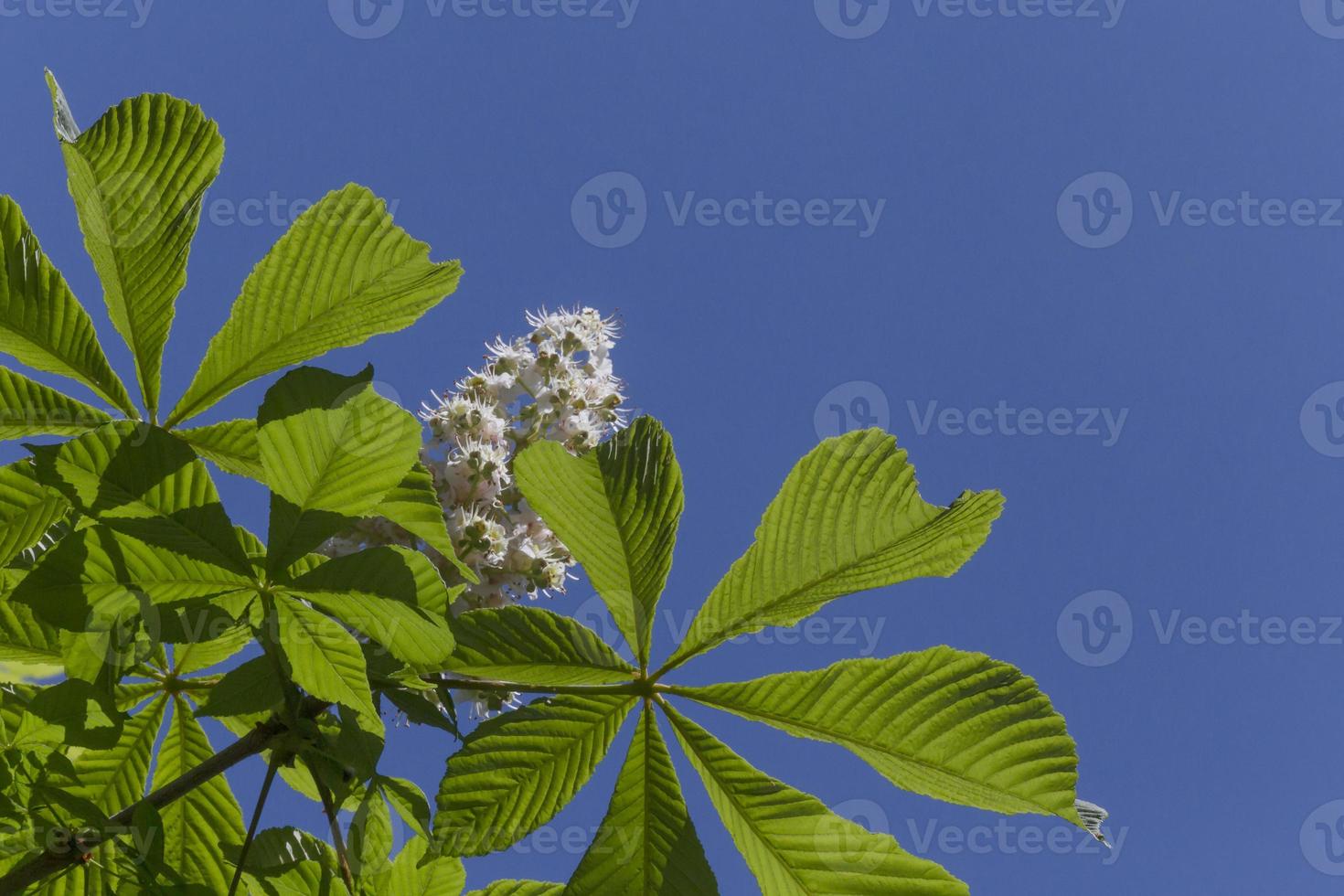 Kastanie Baum Blätter und Weiß blühen gegen Blau Himmel foto