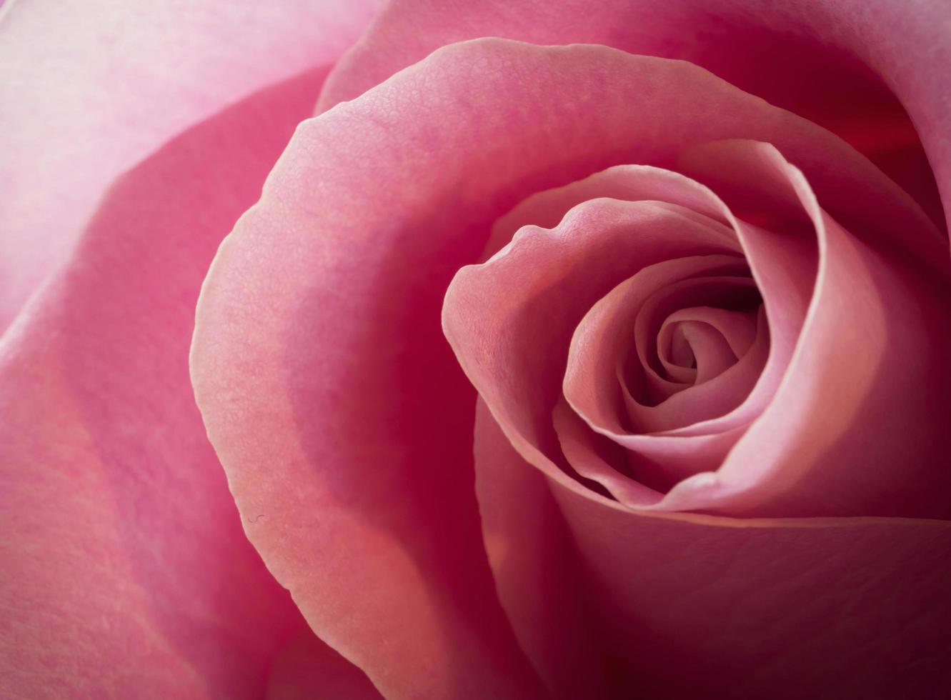 Nahaufnahme einer rosa Rose foto