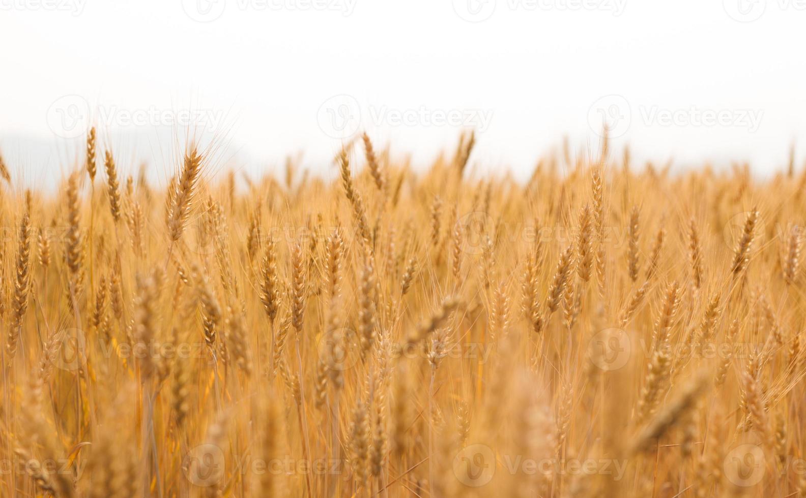 Gerstenfeld in der Sommersaison foto