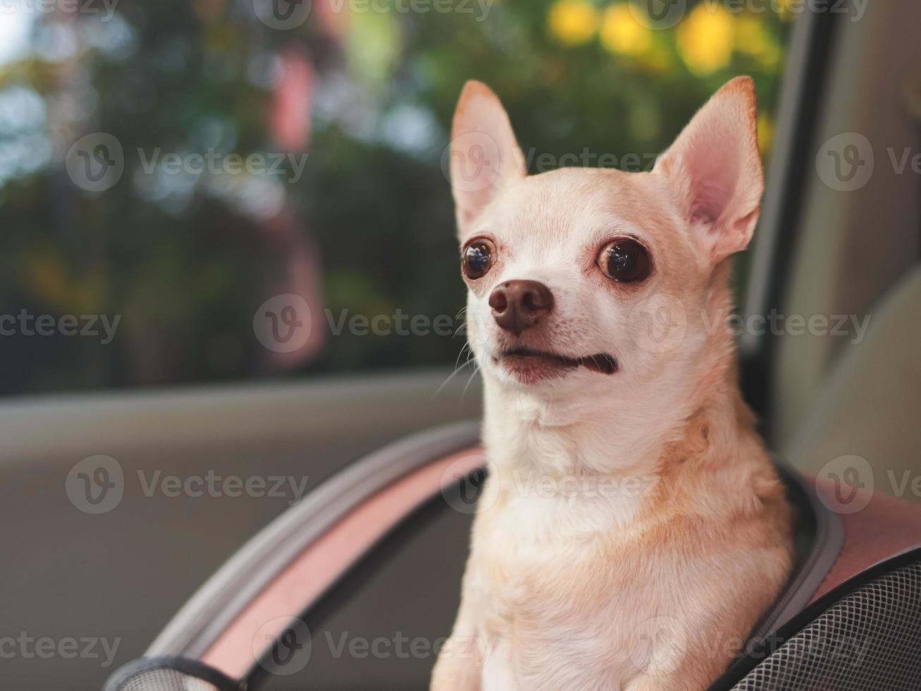 glücklich braun kurz Haar Chihuahua Hund Stehen im Haustier Träger Rucksack mit geöffnet Fenster im Auto Sitz. sicher Reise mit Haustiere Konzept. foto