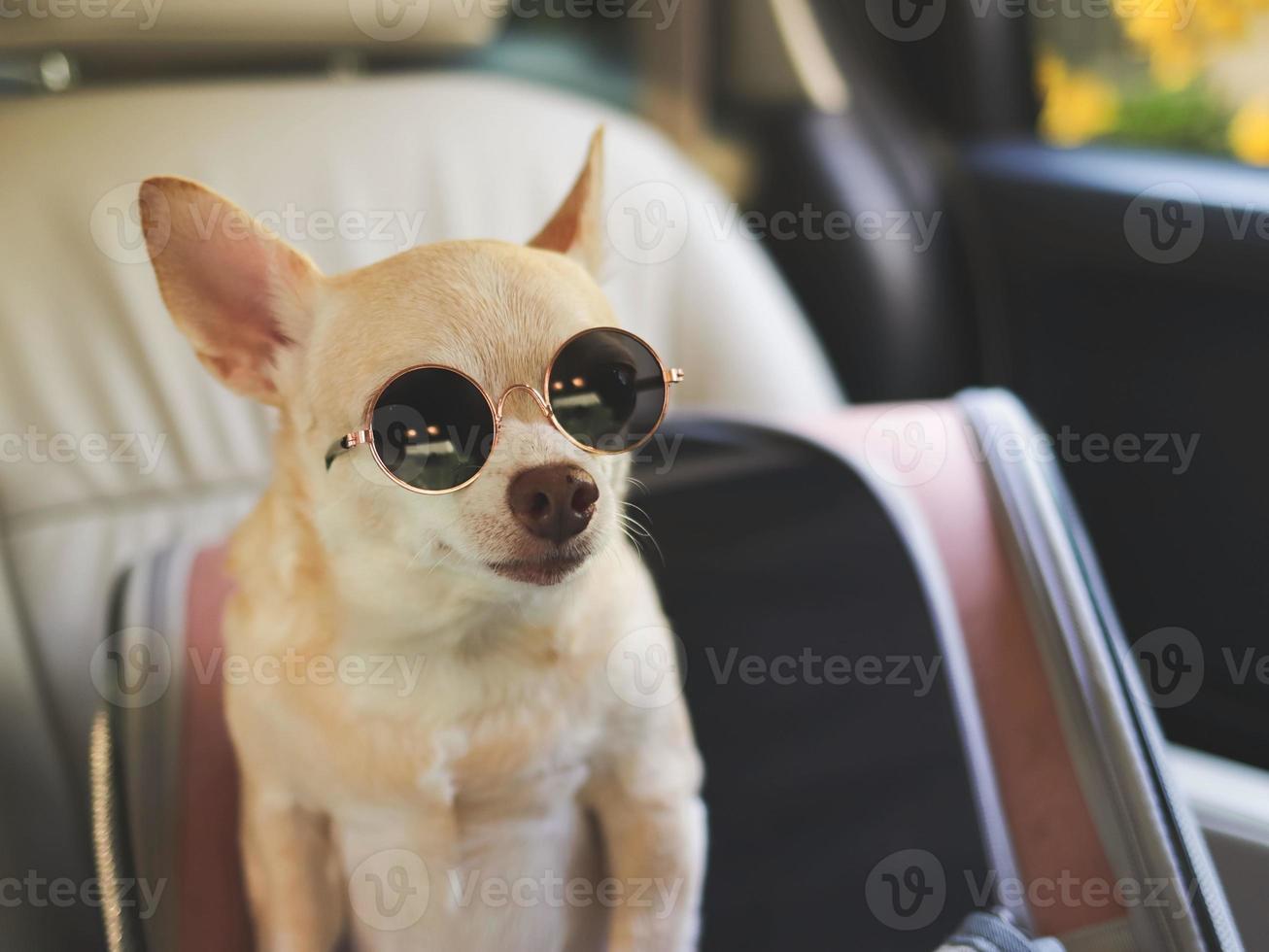 braun Chihuahua Hund tragen Sonnenbrille Stehen im Reisender Haustier Träger Tasche im Auto Sitz. sicher Reise mit Haustier Konzept. foto