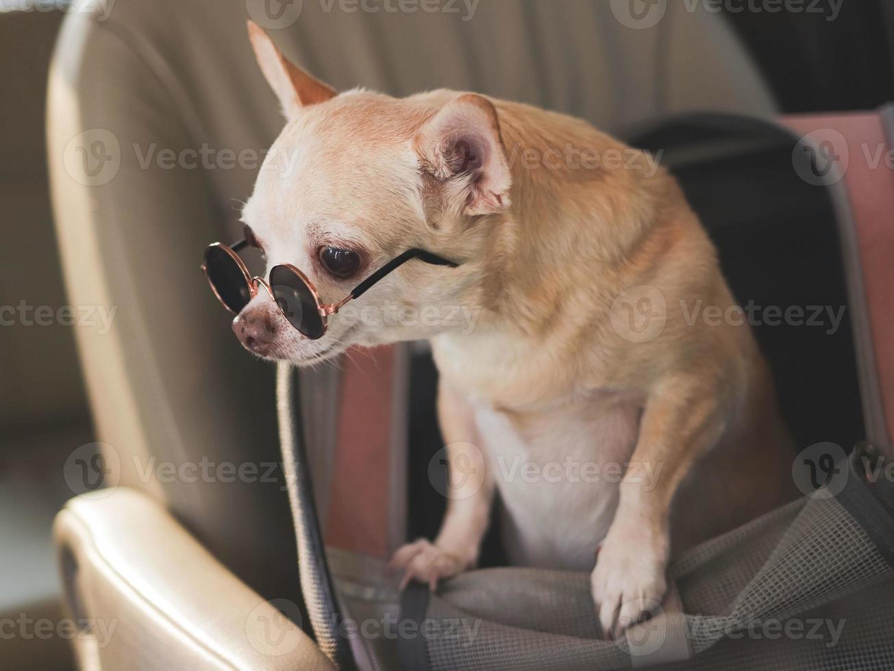 braun Chihuahua Hund tragen Sonnenbrille Stehen im Reisender Haustier Träger Tasche im Auto Sitz. sicher Reise mit Haustier Konzept. foto