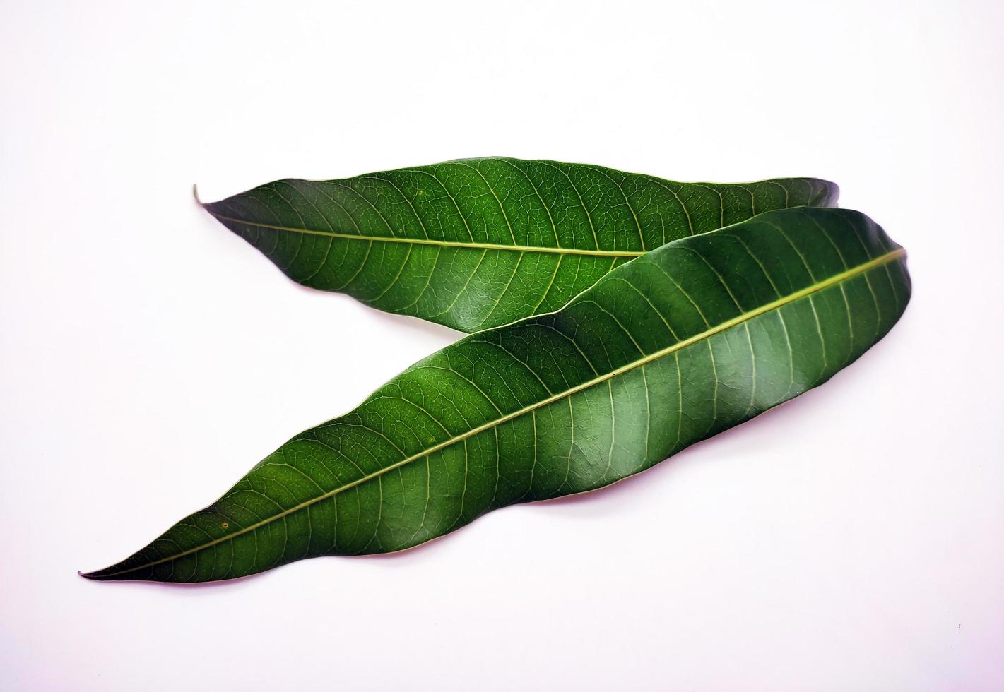 Mango Blätter auf Weiß Hintergrund foto