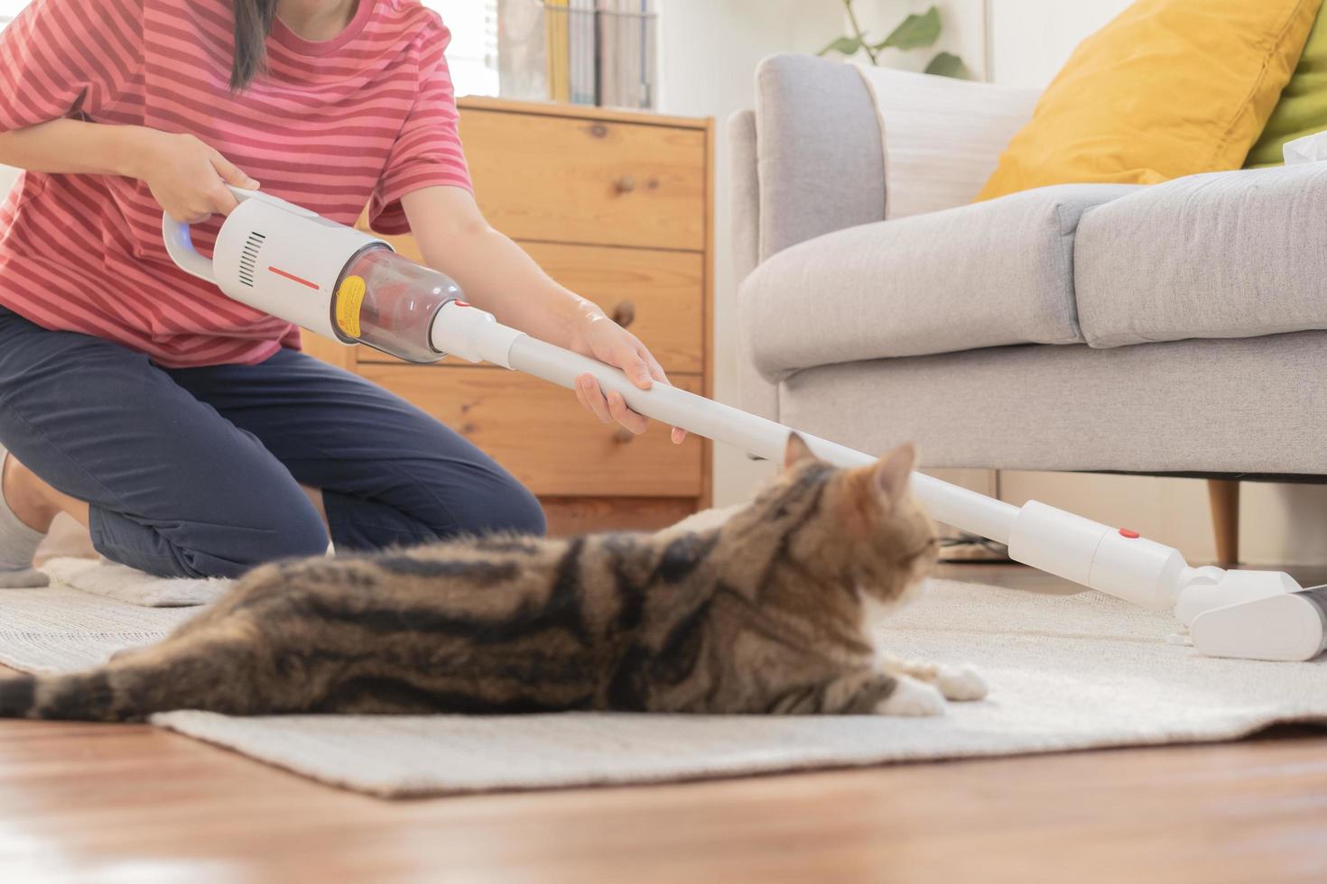 asiatisch jung Haushälterin Frau Hand im mit Vakuum Reinigung, Reiniger zu entfernen Staub, Haar oder Pelz auf Fußboden im Leben Zimmer während süß Katze Lügen auf Teppich. Routine Hausarbeit, lästig im Haushalt von Dienstmädchen. foto