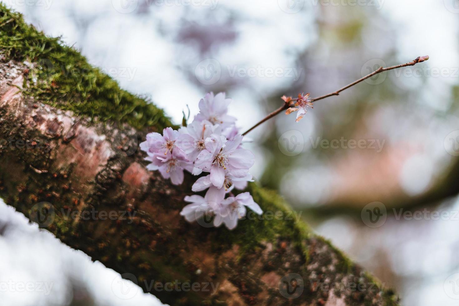 Kirsche Blüten im Frühling Hintergrund foto