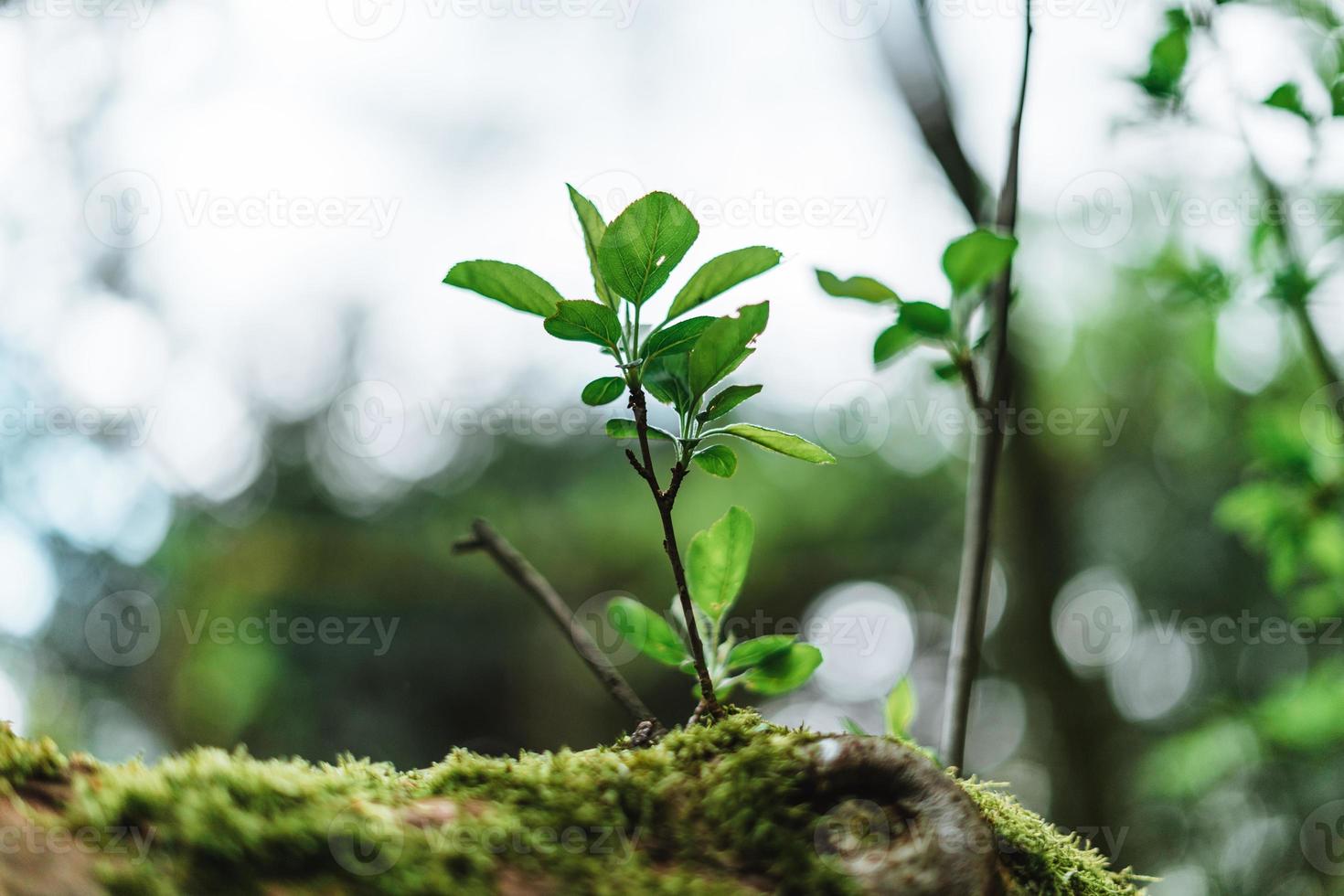 Blatt schießt wachsen aus von Baum Stämme, Lager Foto