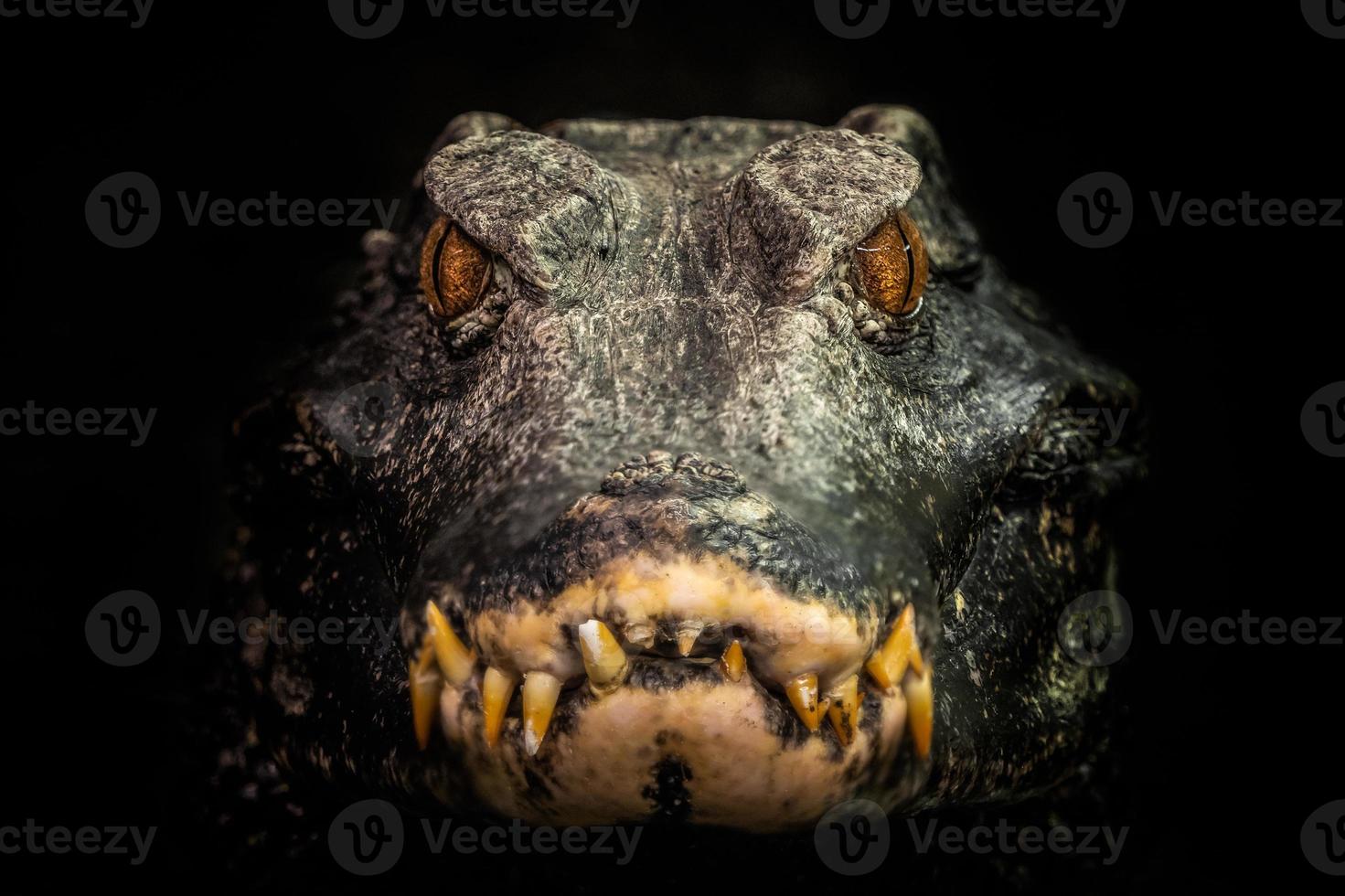 Kopf von ein Krokodil. Zwerg Kaiman. foto