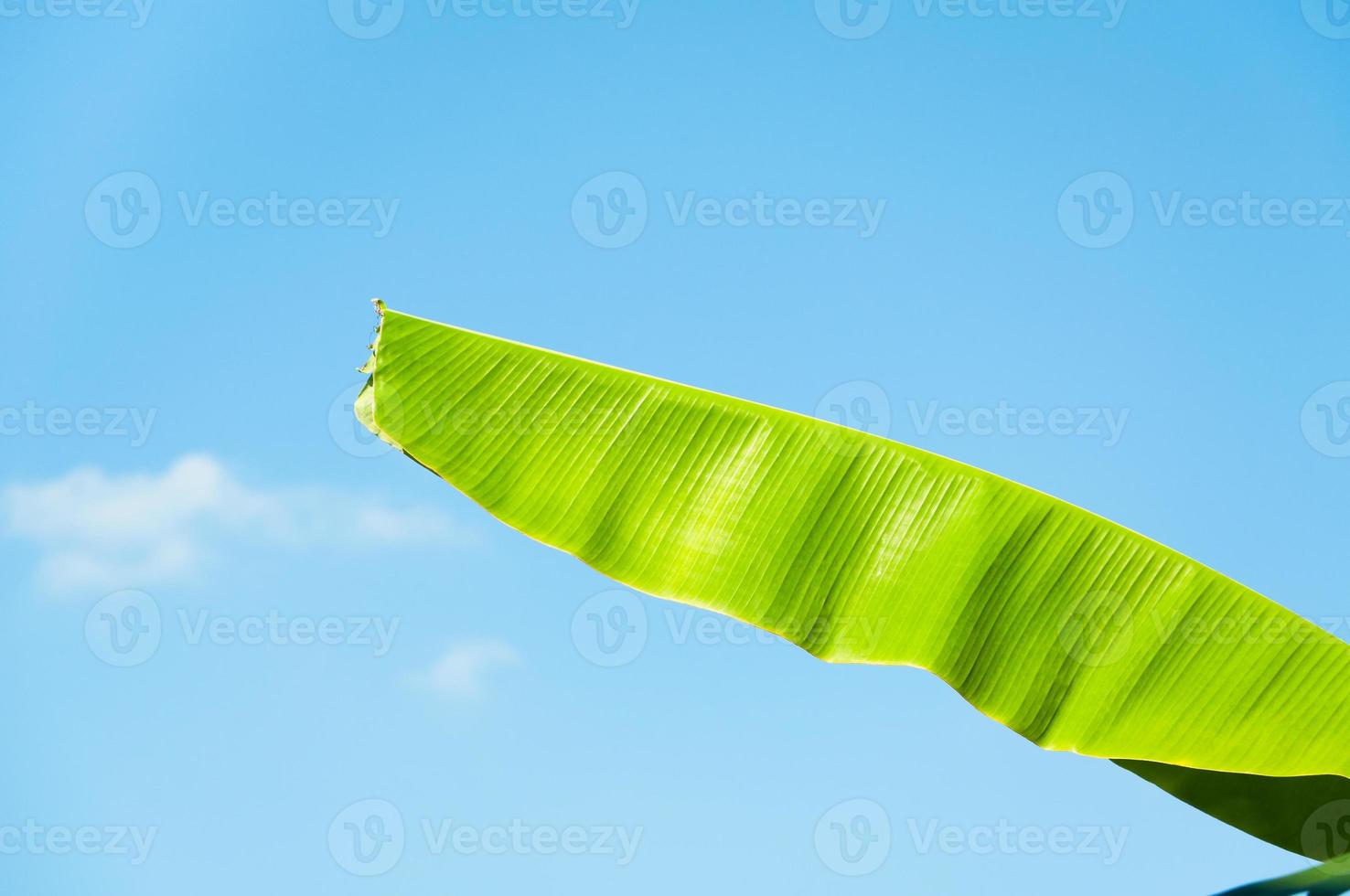 Grün Banane Blatt gegen Blau Himmel Hintergrund foto