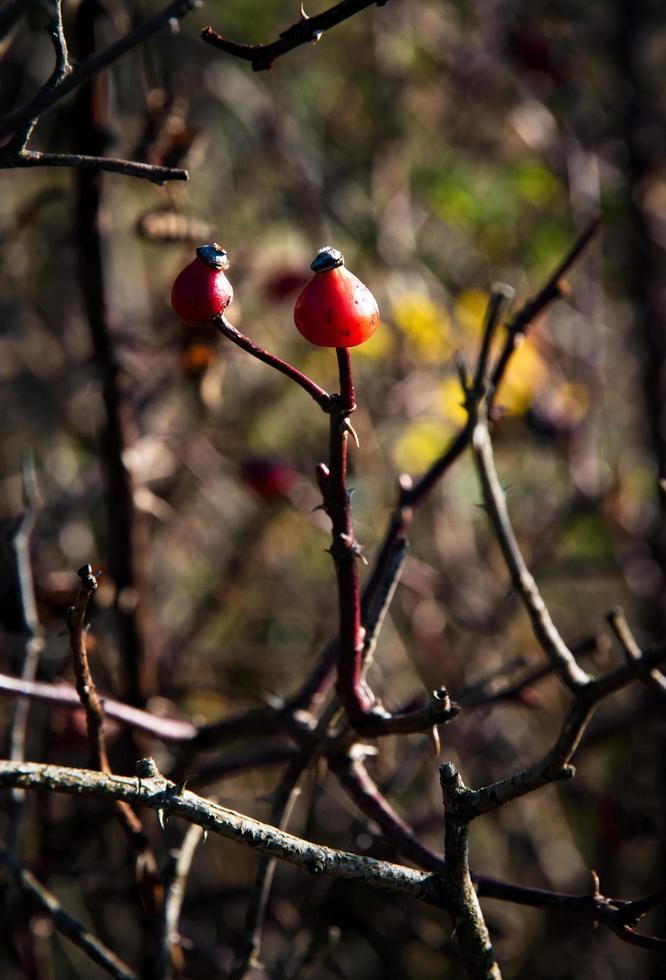 rote Beeren auf einem Ast foto