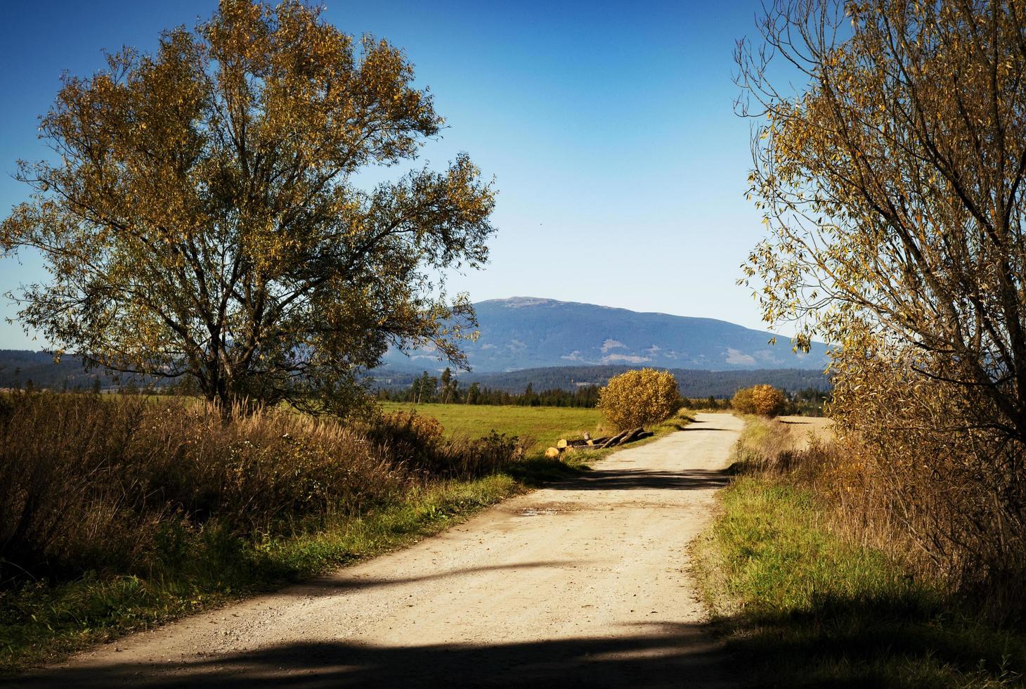 Pfad in einem Feld foto