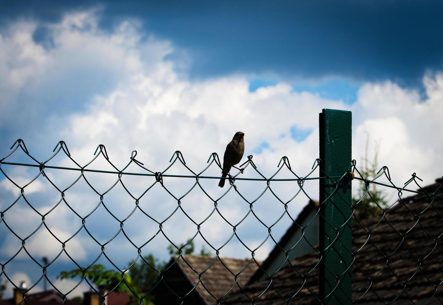 Amsel auf einem Drahtzaun foto