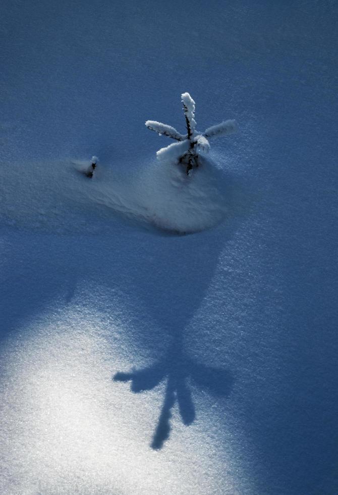 kleine Kiefer im Schnee foto