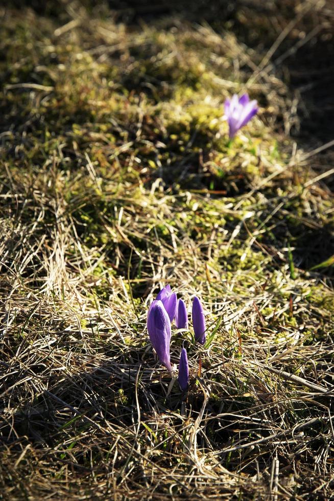 blühende Safranblüten foto