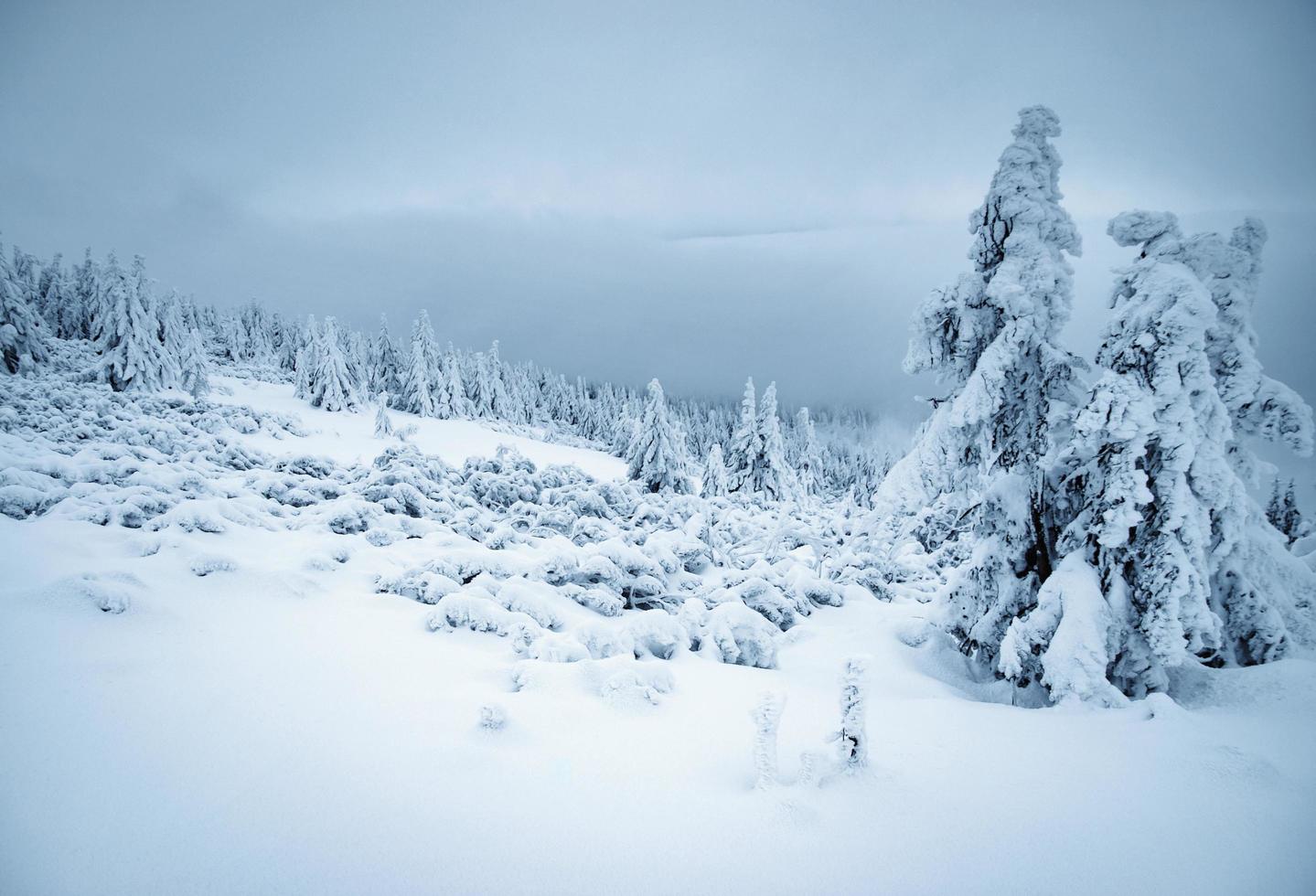 düstere Winterlandschaft foto