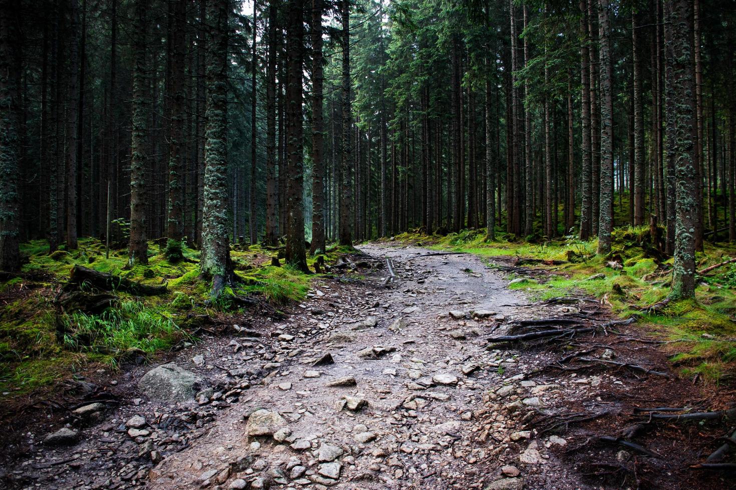 dunkler Fichtenwald nach Regen foto