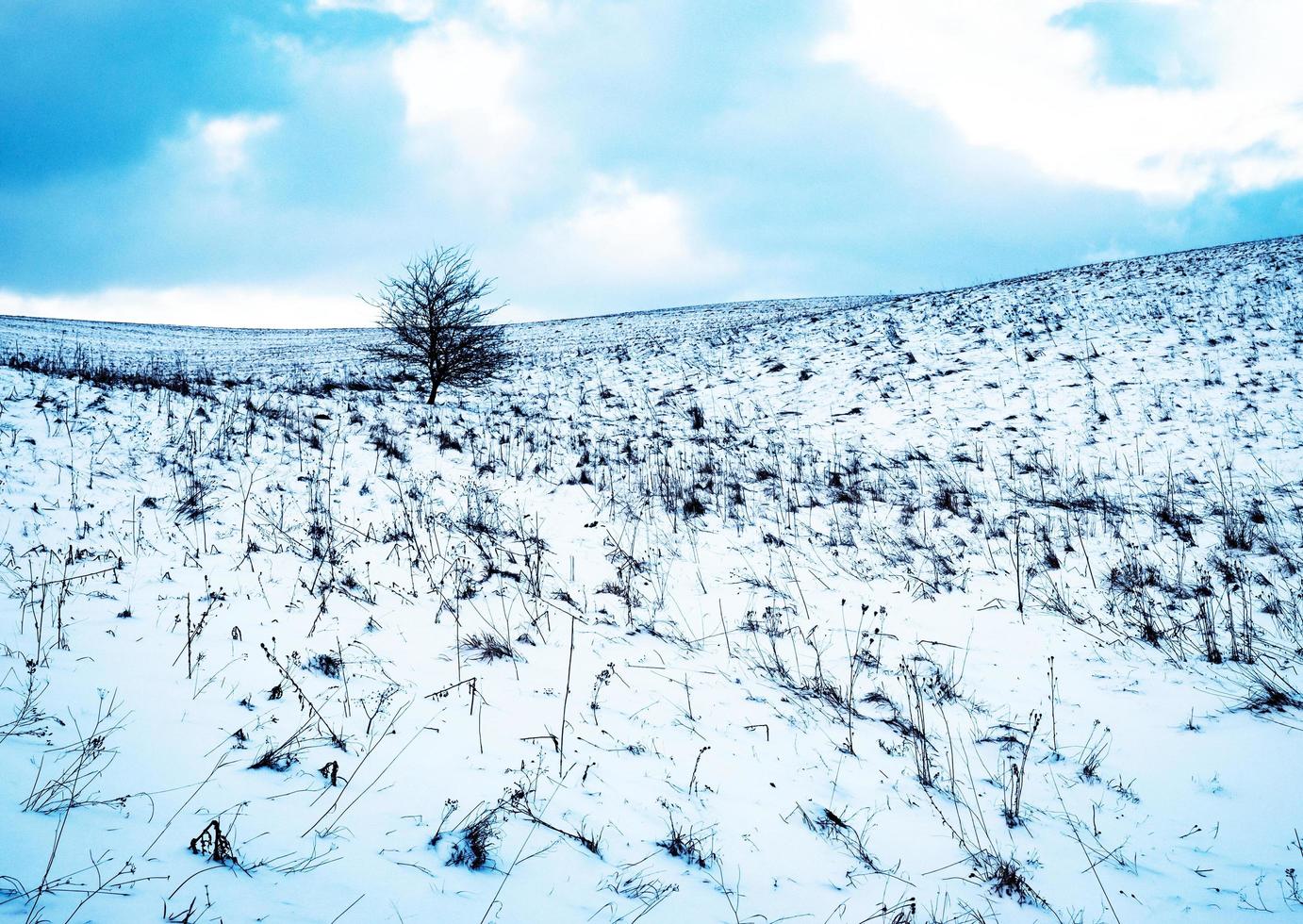Winterlandschaft mit einem Baum foto
