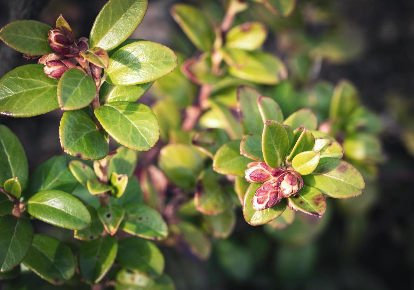 Knospen an einem Blaubeerbusch foto