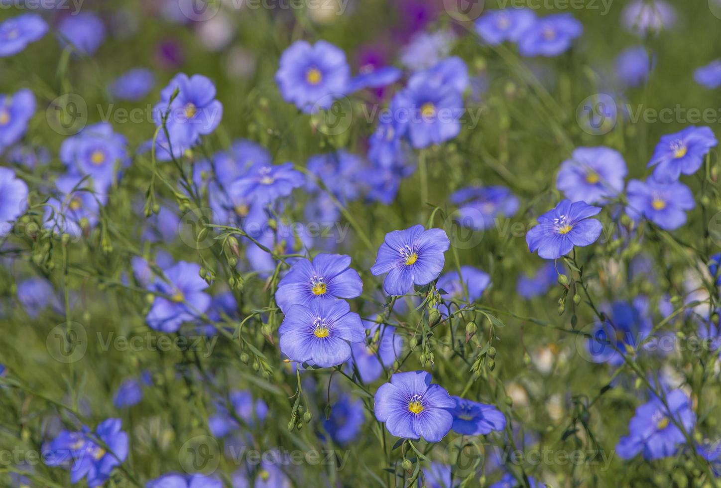 Blau verbreitet Flachs Blumen im ein Garten foto