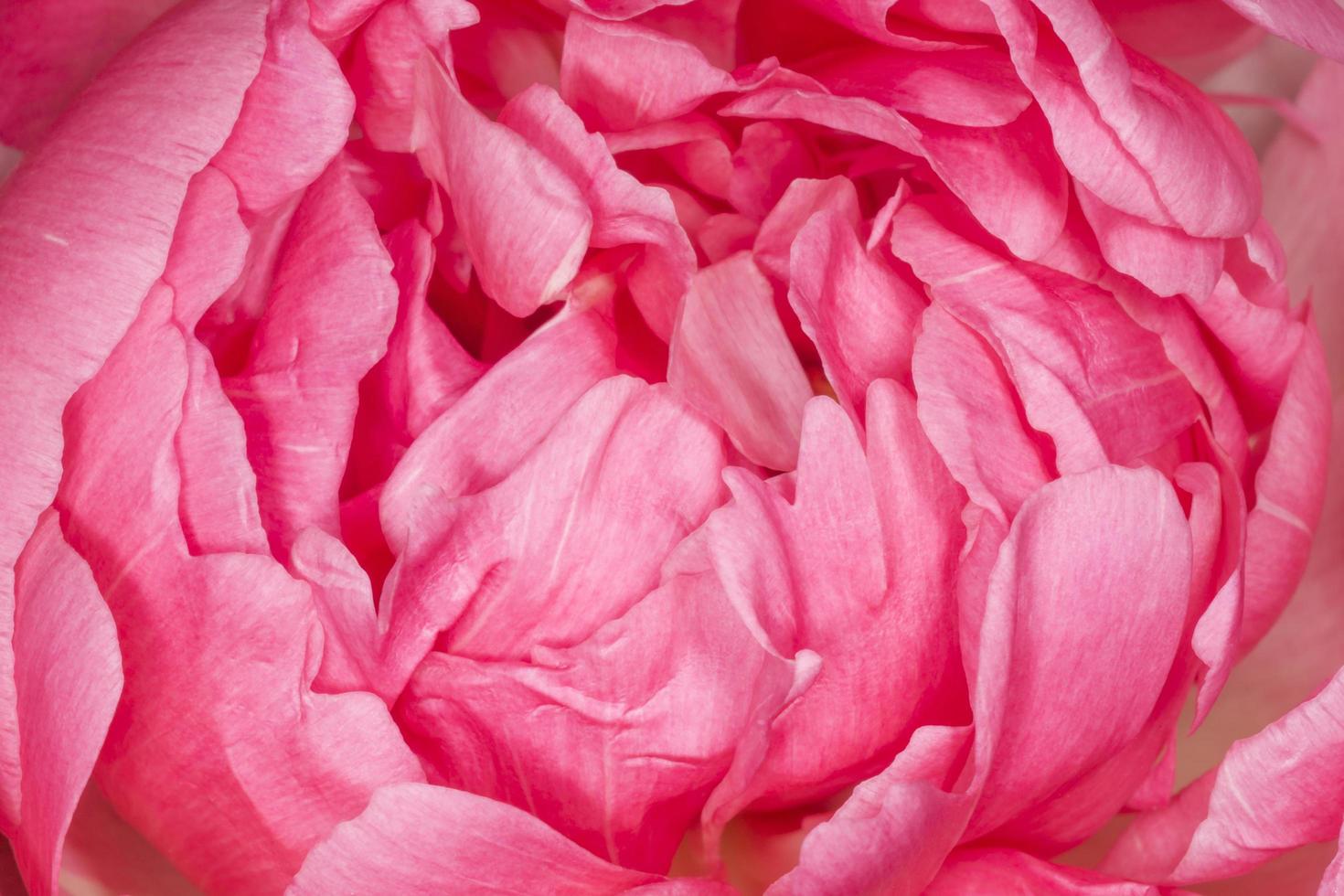Blütenblätter von Rosa Pfingstrose Blume foto