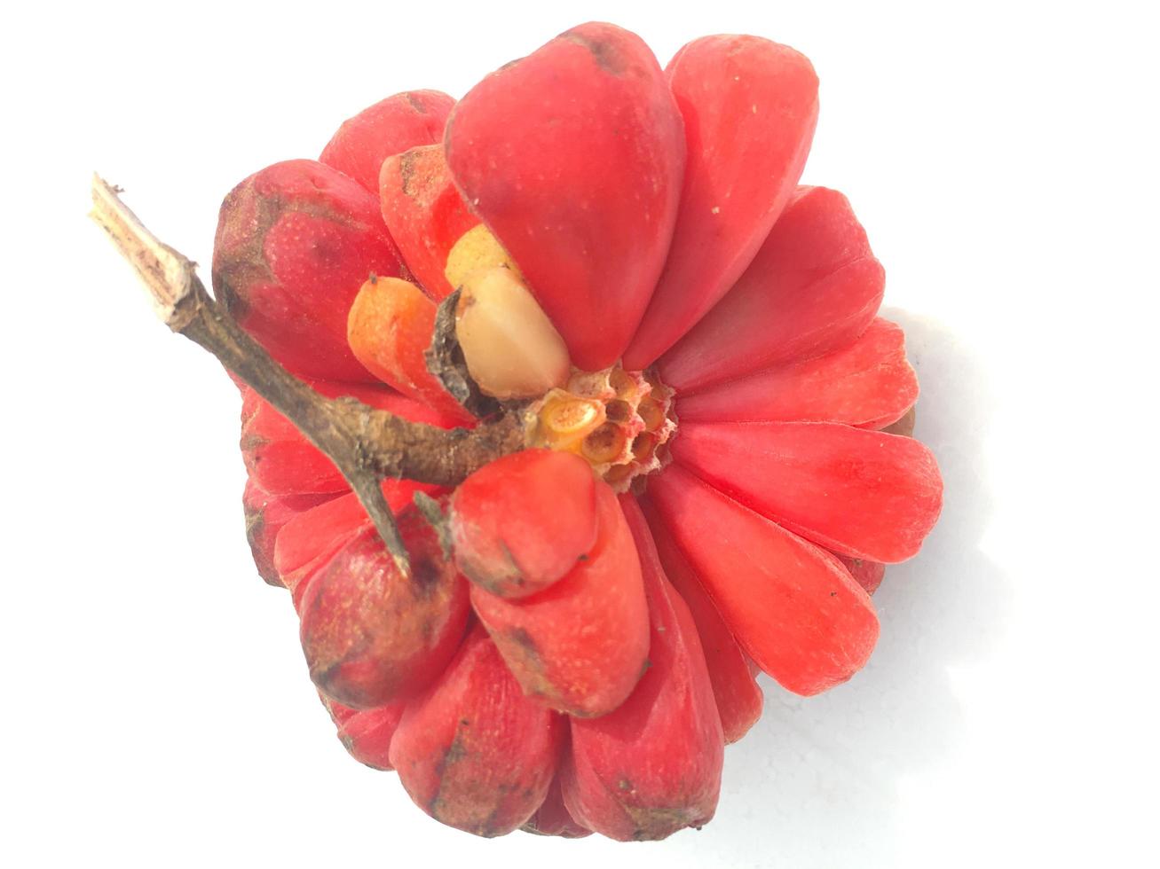 das rot Kadsura Coccinea ist ein wild Beere. Schisandraceae die meisten häufig gefunden im das Hochland im das Norden. kalt Illustration auf Weiß Hintergrund foto