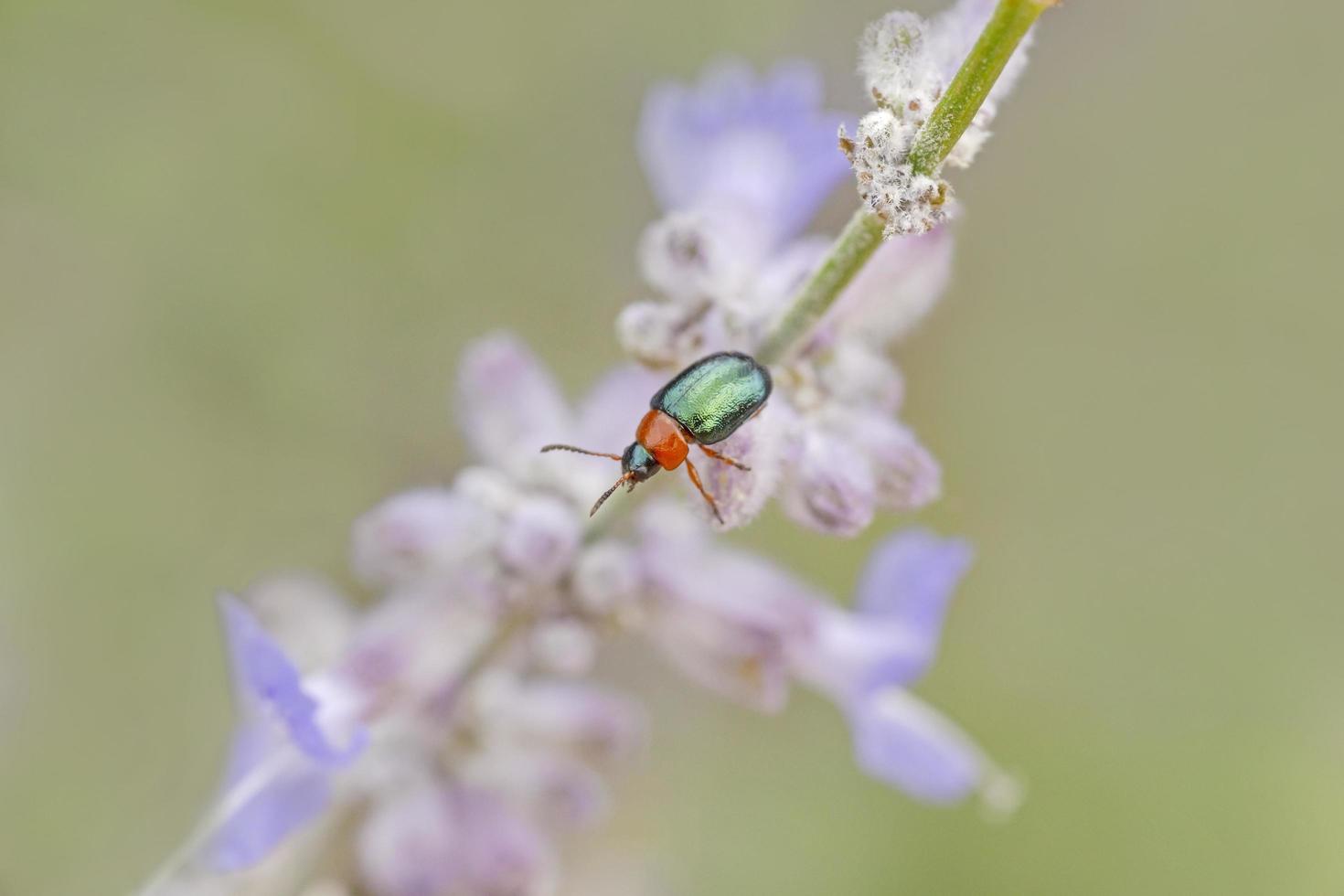 Grün Blatt Käfer Sitzung auf violett blühen Pflanze foto