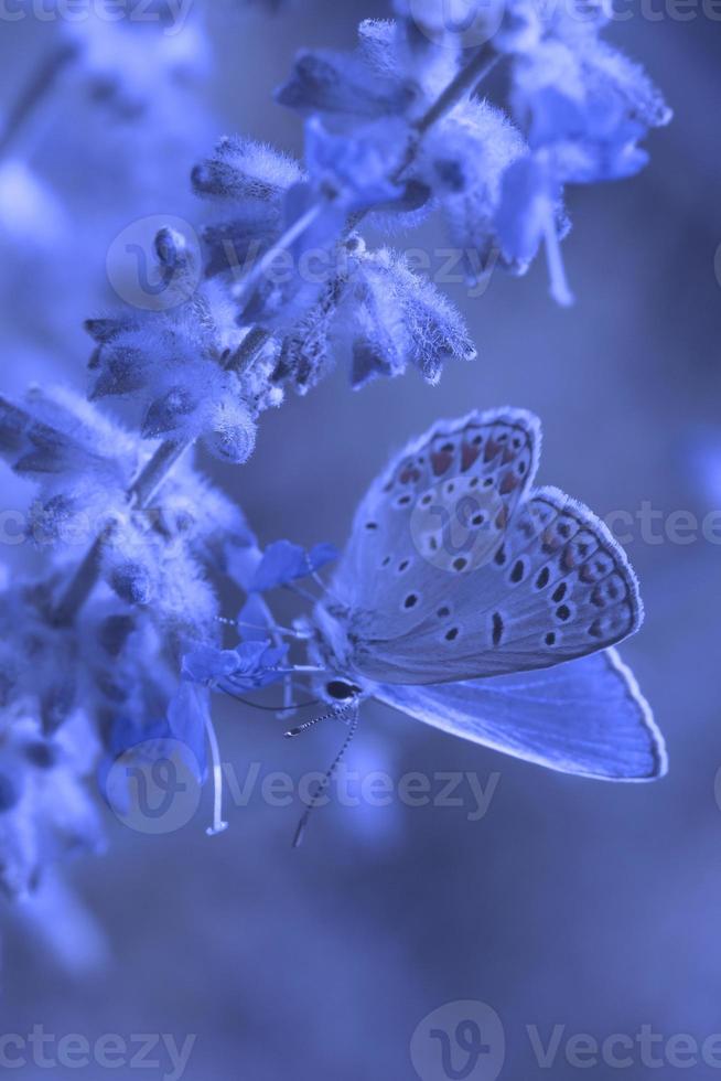 klein Schmetterling Sitzung Kopf Nieder auf blühen foto