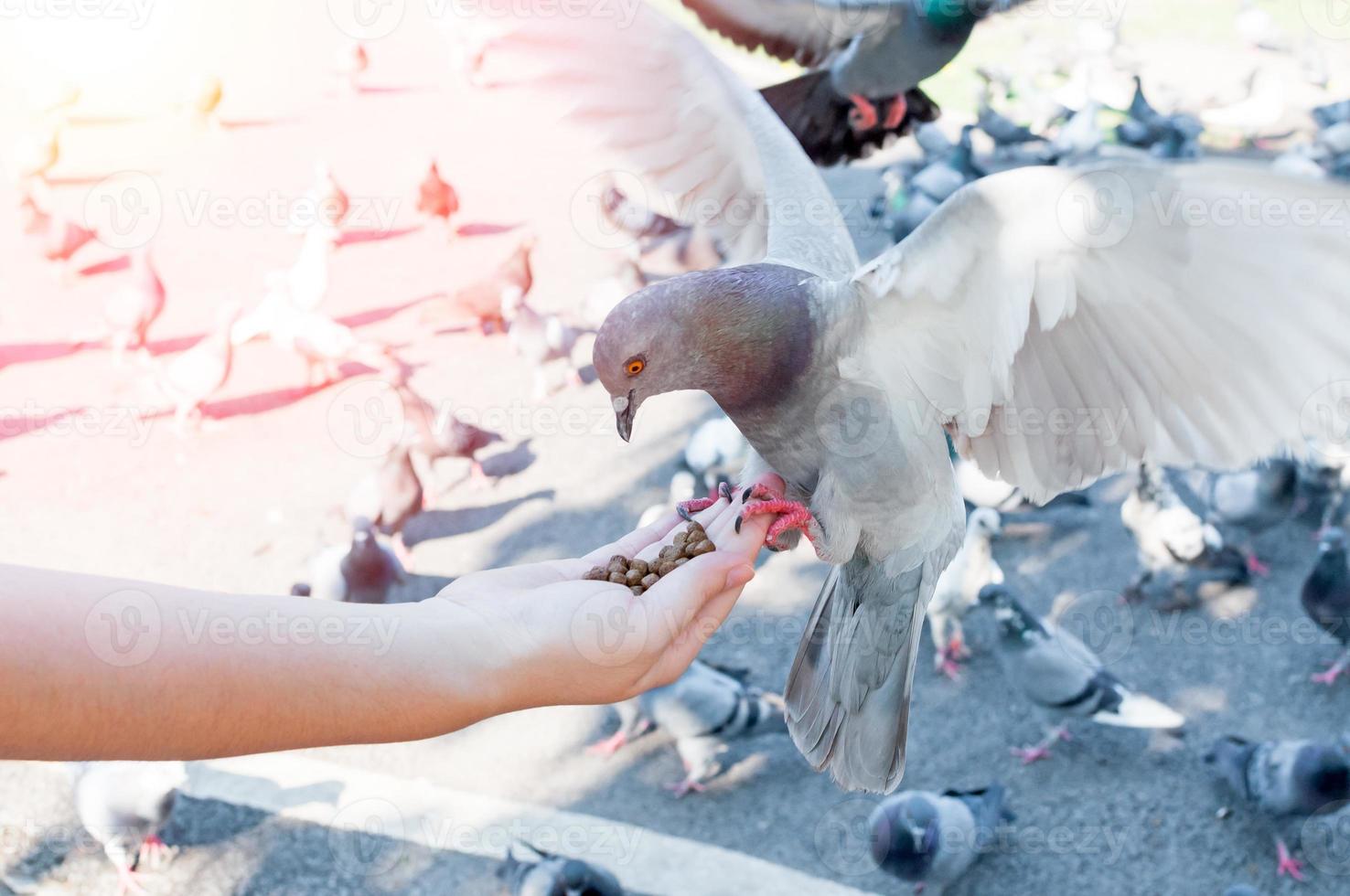 Taube Essen von Frau Hand auf das parken, füttern Tauben im das Park beim das Tag Zeit, füttern das Vögel foto