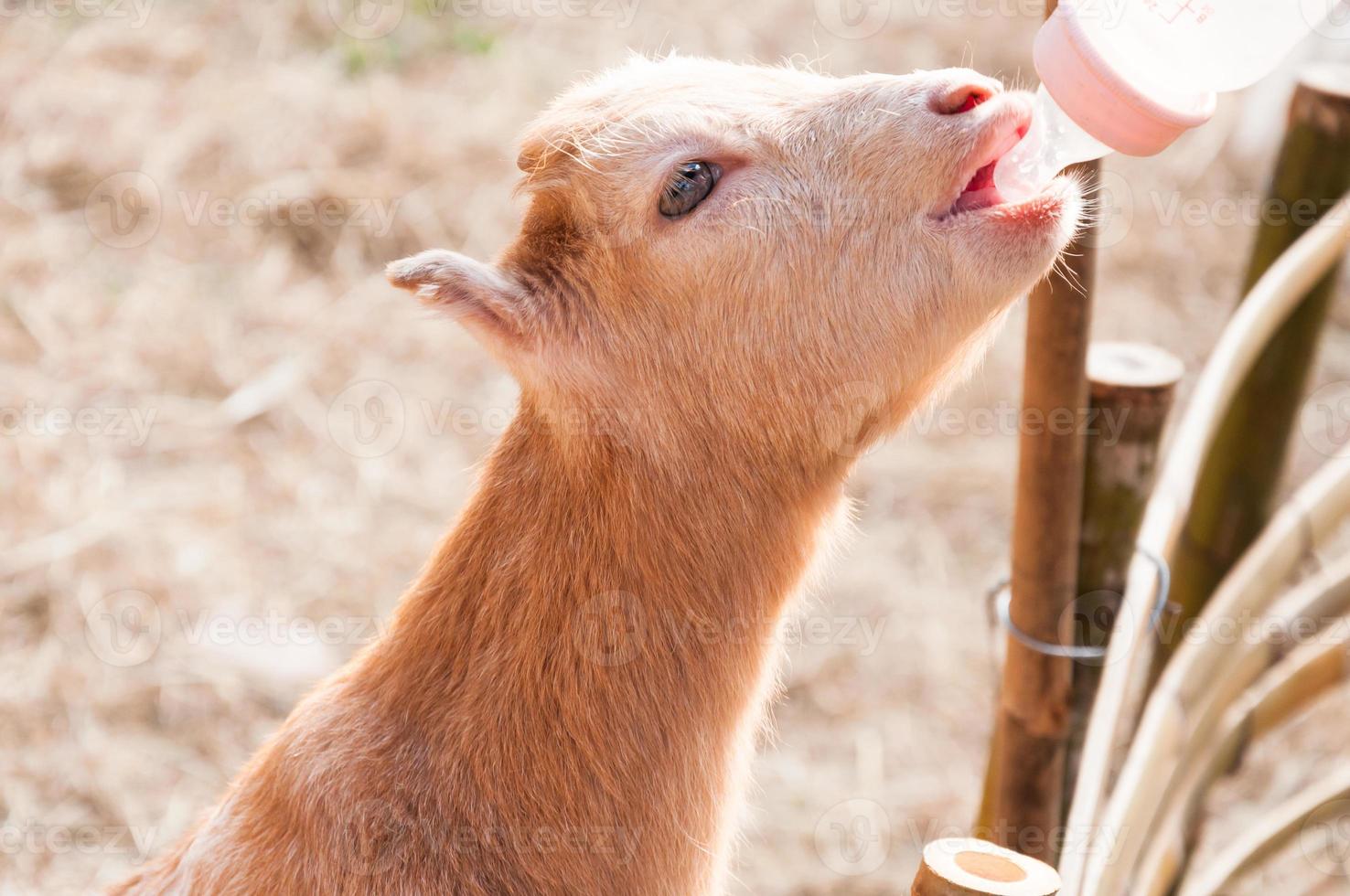 Babyziege mit Milchflasche auf dem Bauernhof füttern, die hungrige Ziege mit Milch füttern foto