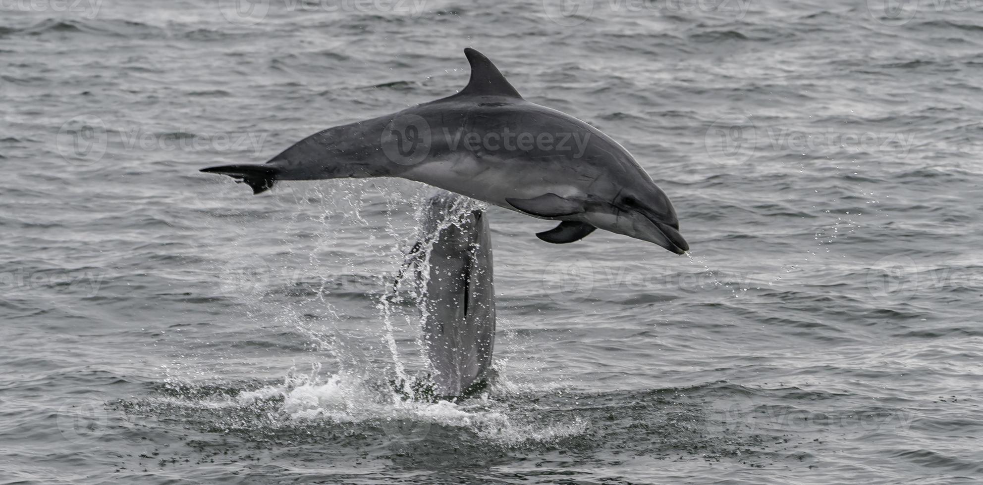 zwei Delfine abspielen und springen von das Wasser aus von Namibia. foto