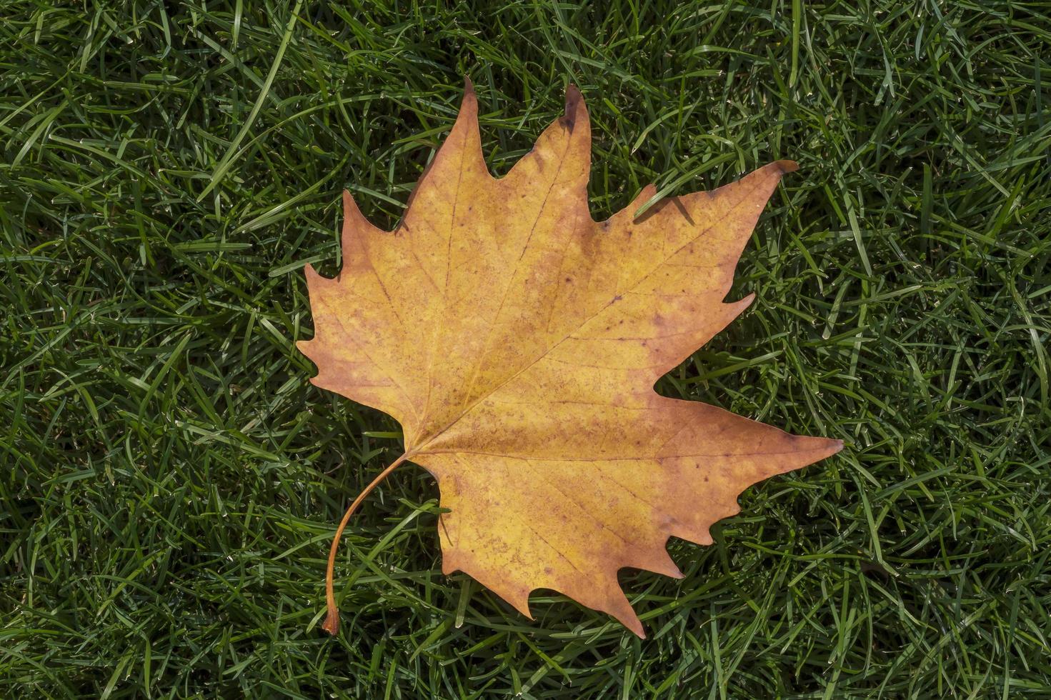 trocken Ahorn Blatt Lügen auf Grün Gras foto