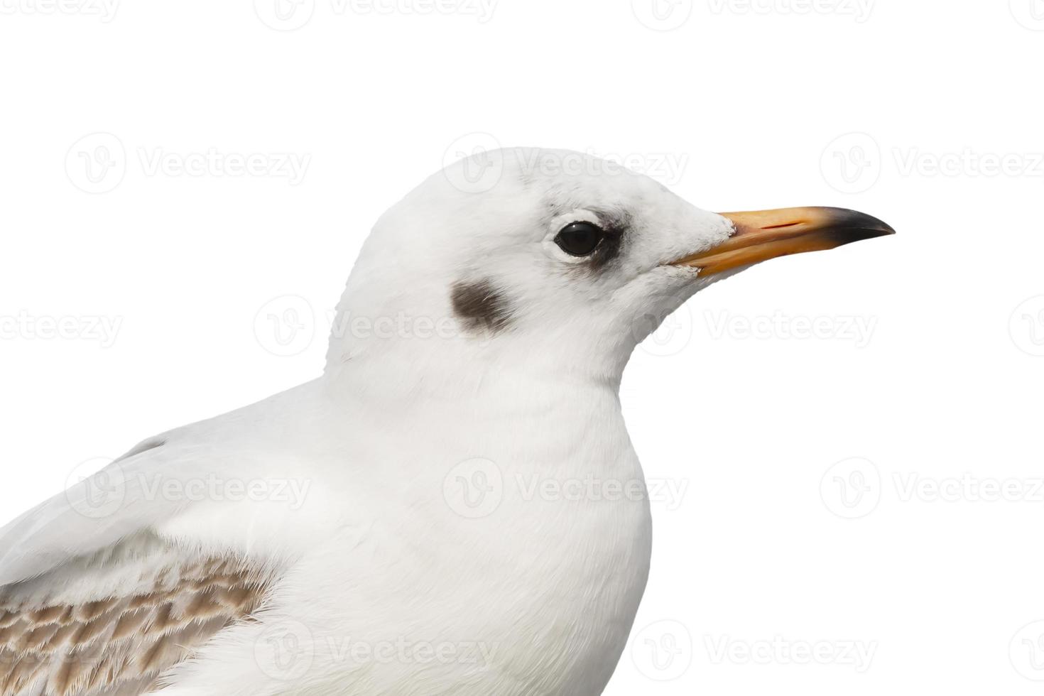 schließen oben von verbreitet Möwe foto