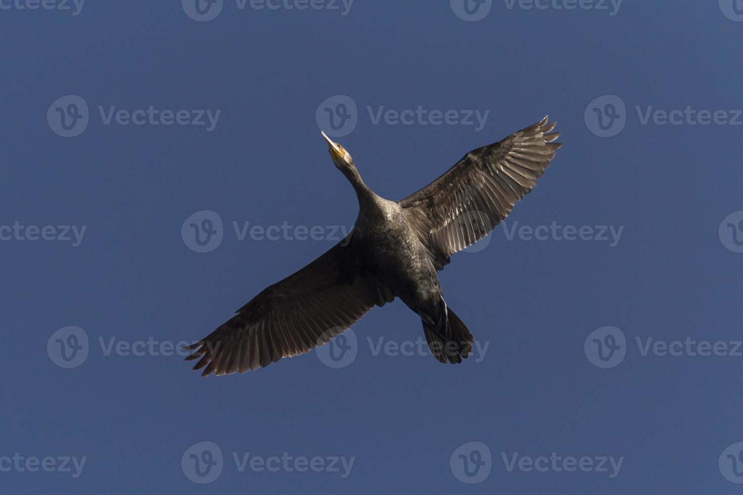 großartig Kormoran fliegend im ein Blau Himmel foto