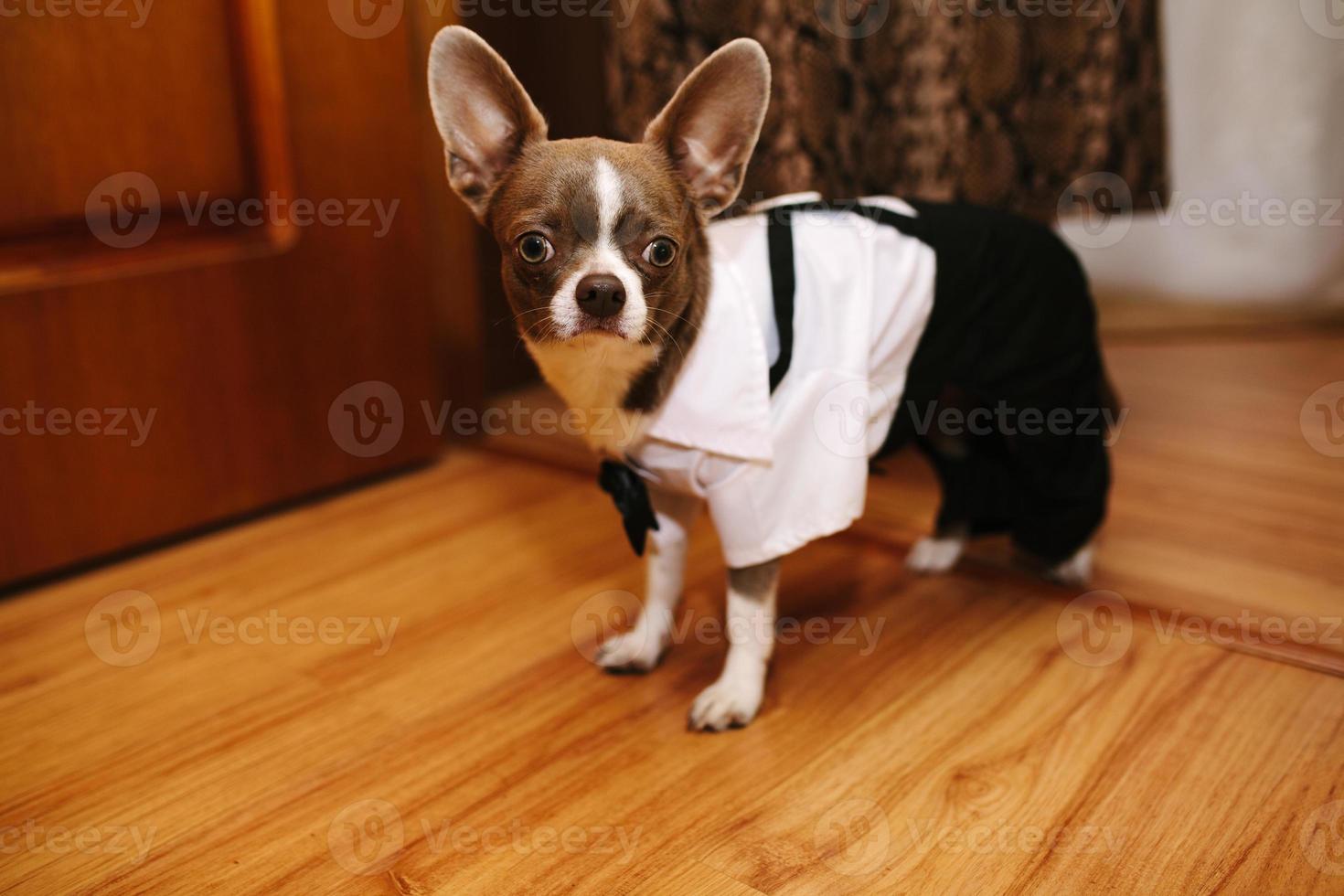 Hochzeit Hund auf das Hintergrund von das Füße auf das Gras, tragen Bogen binden. Braut und Bräutigam Hochzeit mit Hund. Boston Terrier. Liebe Hunde foto