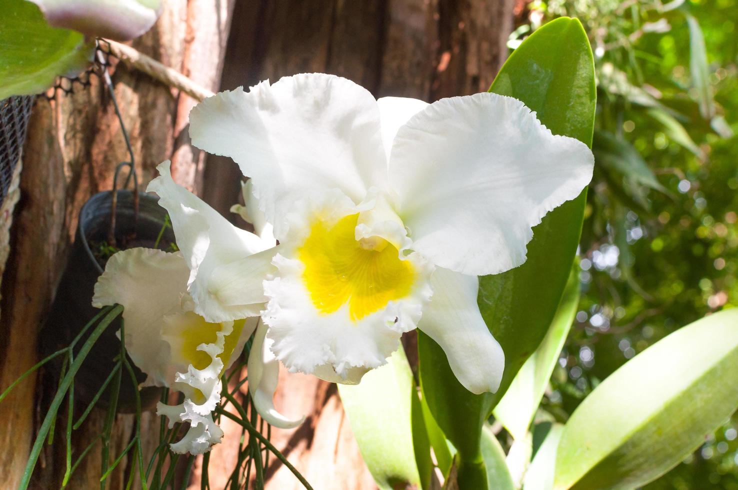 Cattleya Orchidee Weiß Blumen, tropisch Orchidee Blumen foto