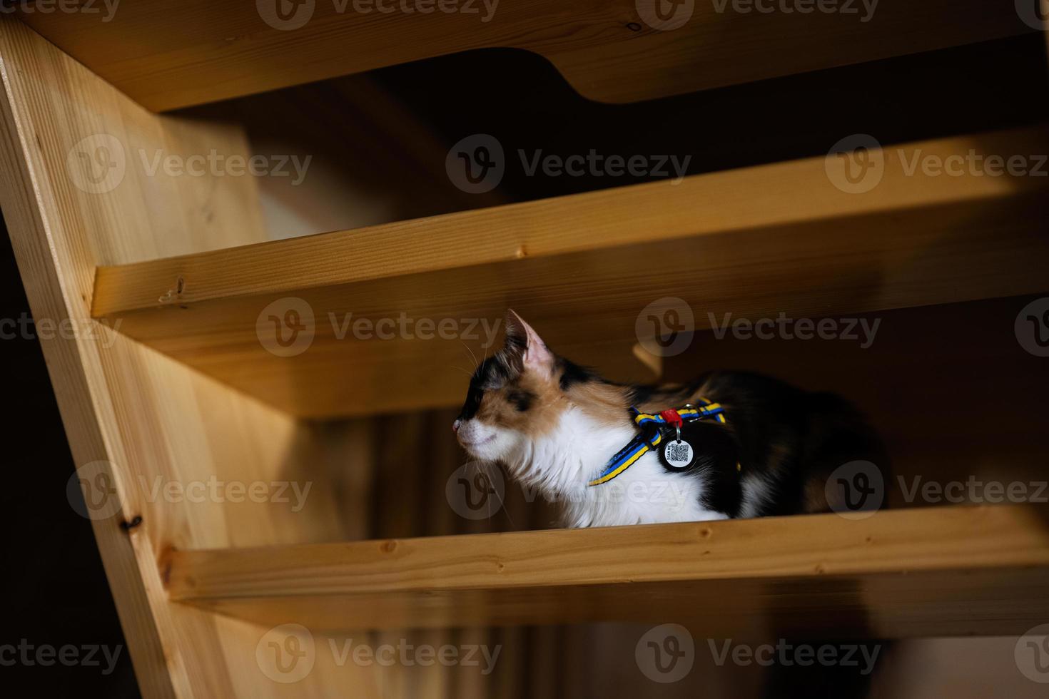 Kitty mit Katze Leine im Ukraine Flagge und Chip mit ein Code wann das Tier ist verloren, sitzen auf hölzern Stufen. foto