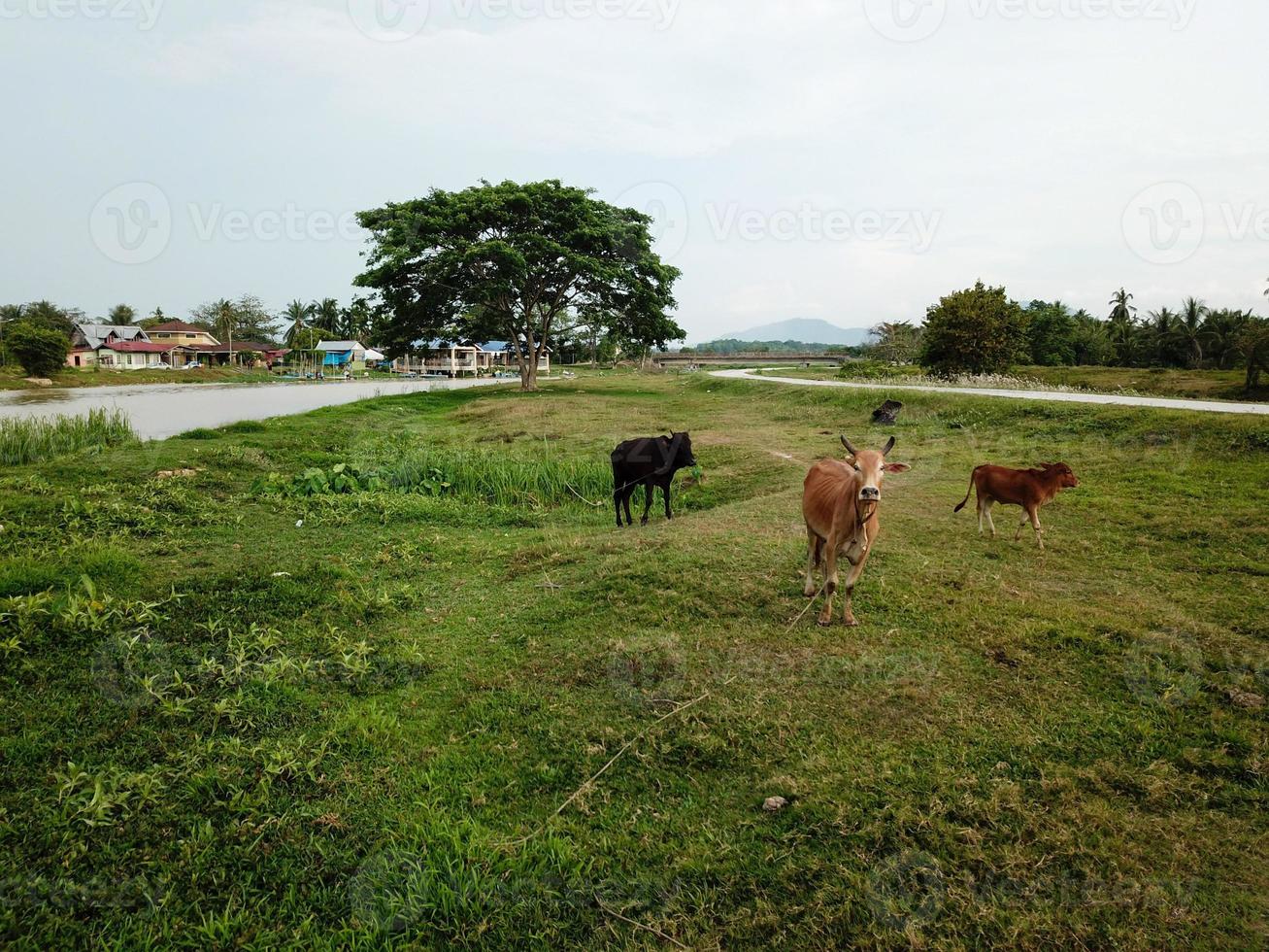 Kühe ist sich ausruhen beim Grün Feld foto