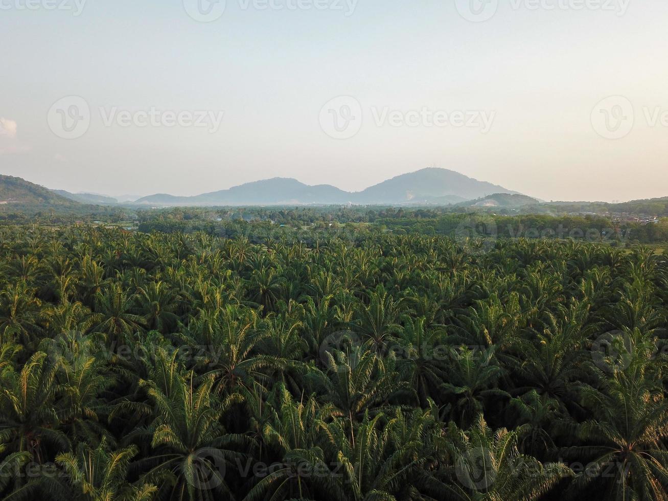 Antenne Aussicht Öl Palme Blätter foto