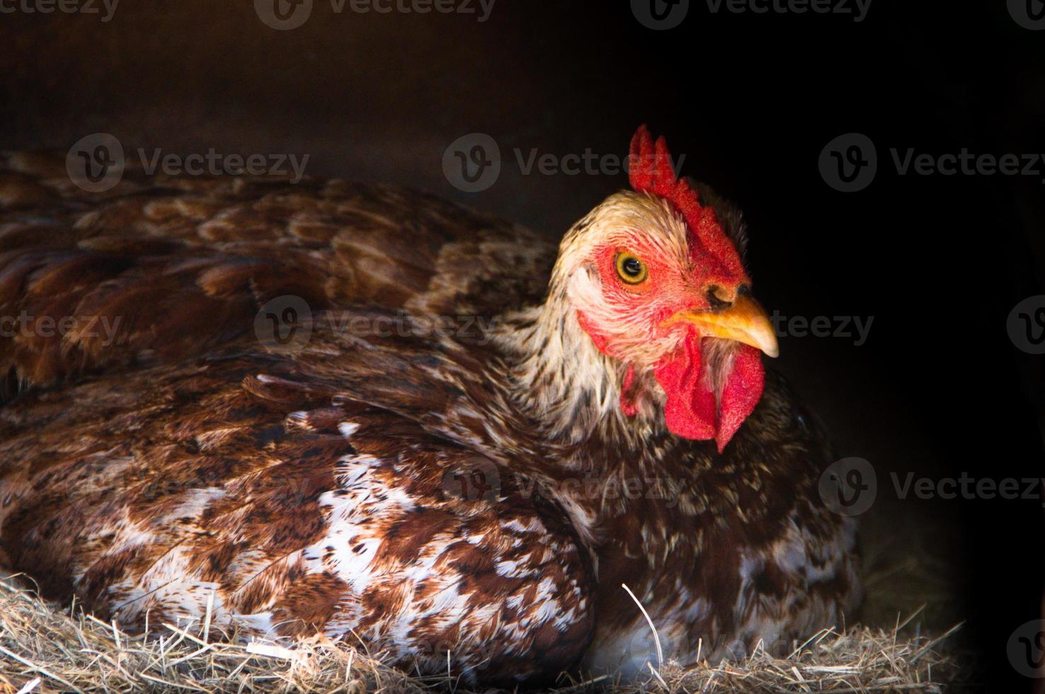 grübelnd Henne Grübeln im das Nest von das Bauernhof foto