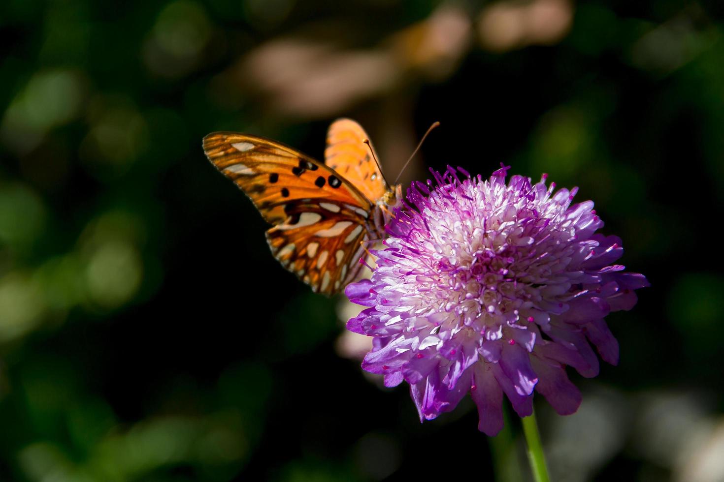 schön Monarch Schmetterling flattern Über lila Blumen und Disteln foto