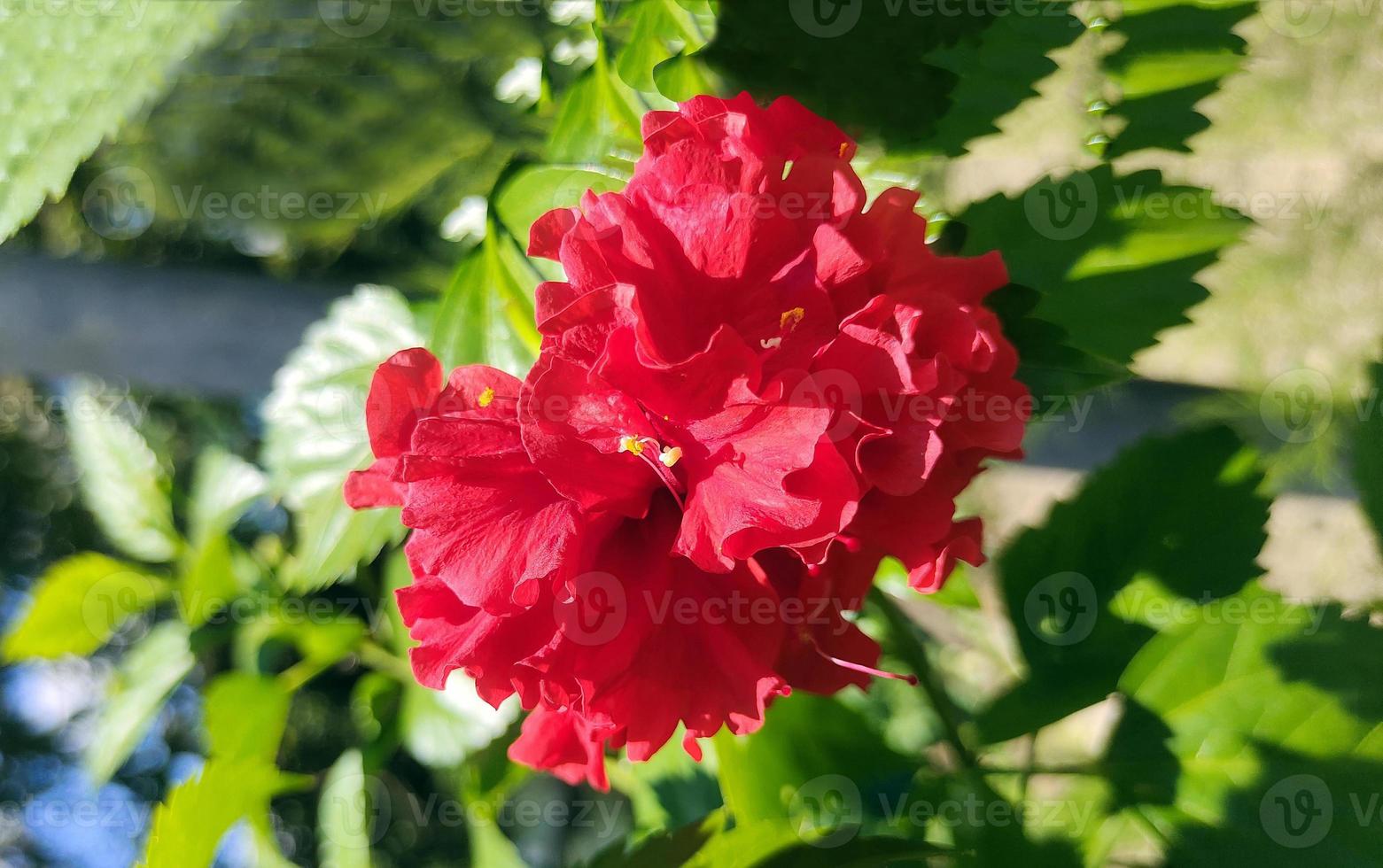 ein rot Hibiskus Blume mit Grün Blätter schließen Fotografie foto