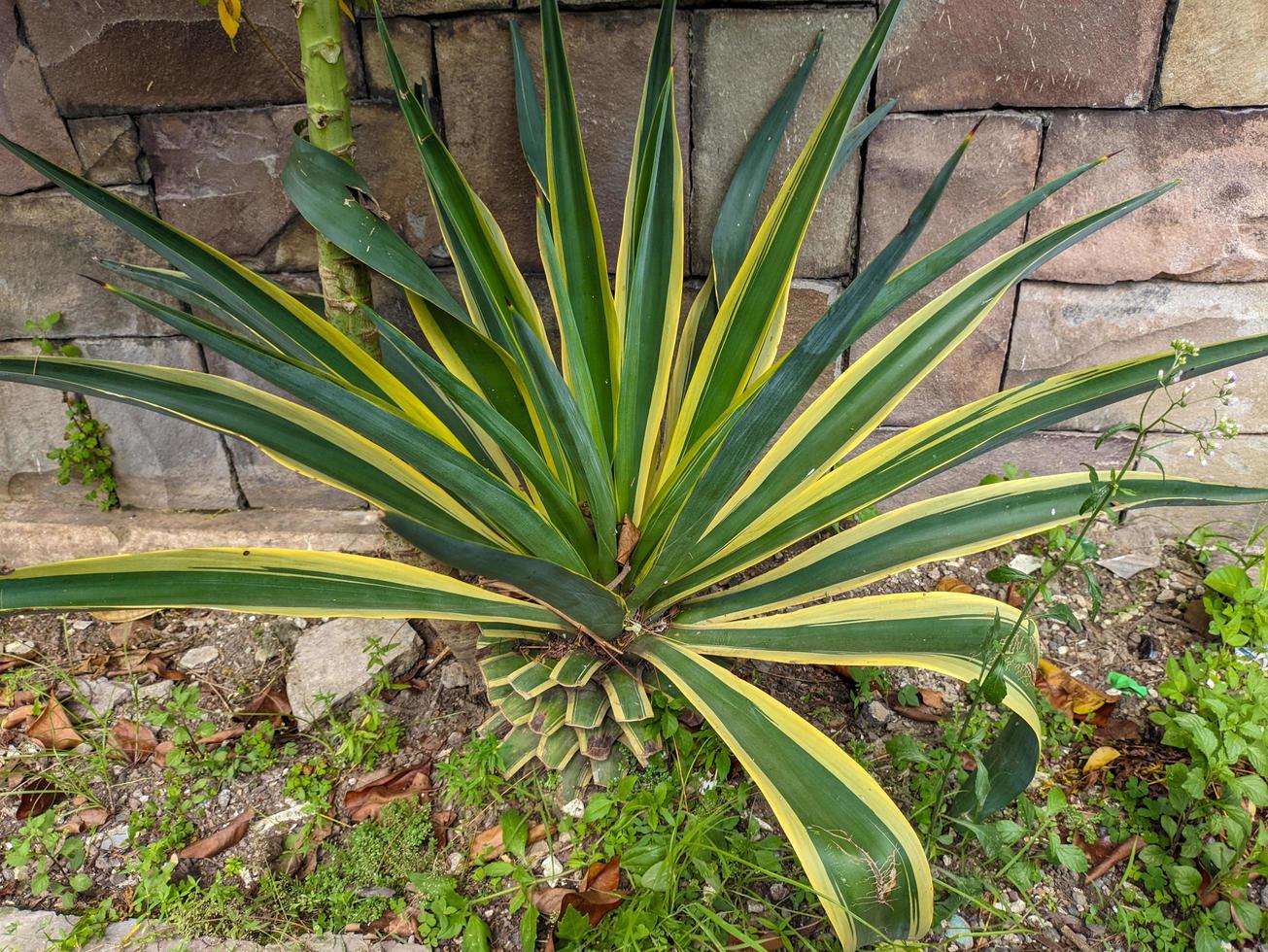 ein schließen oben von Agave Americana Pflanze foto