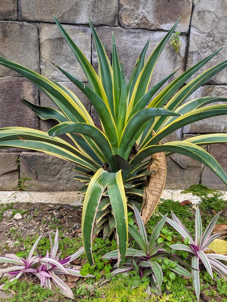 ein schließen oben von Agave Americana Pflanze foto